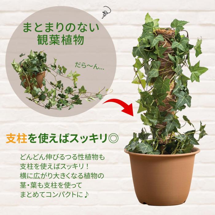 観葉植物の支柱 2本組 : シャイニングストア - 通販 - Yahoo!ショッピング