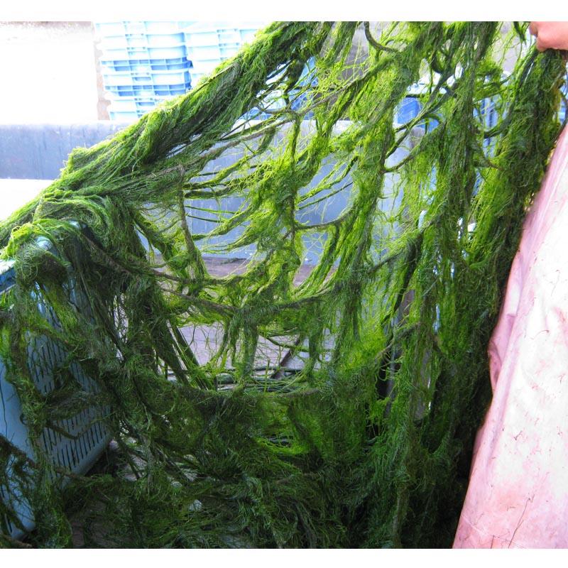 あおのりみどり 海苔 あおのり 徳島県吉野川産 高級 青のり8g : 老舗大佐和Yahoo