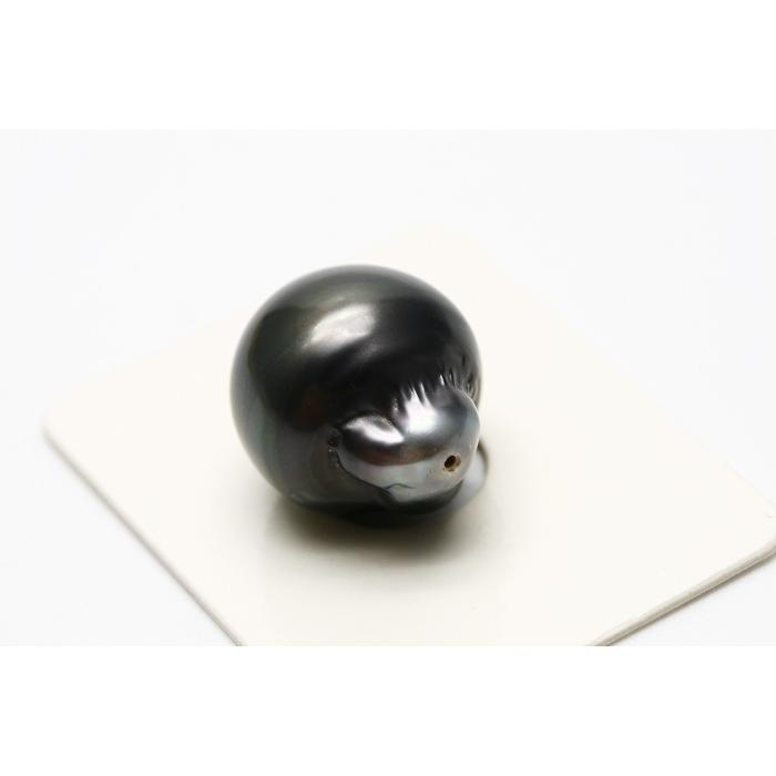 タヒチ黒蝶真珠パールルース 両穴 17×15mm ブラックカラー : 真珠 