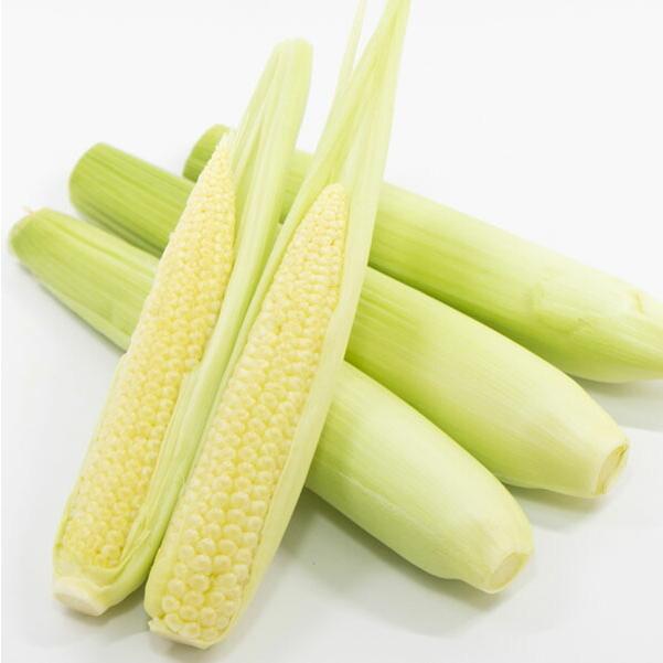 出荷開始 朝採れ ヤングコーン 皮付き きみひめ 山梨県産 30本 新鮮直送 とうもろこし ベビーコーン 贈答 期間限定 プレゼント ギフト 自分買い Y Cornkh1 真珠の杜 通販 Yahoo ショッピング