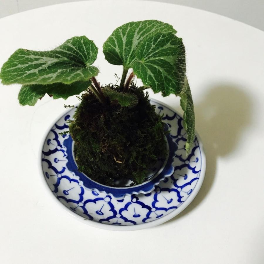 ユキノシタの苔玉 : 新店琵琶湖の苔ショップとらちゃん - 通販 - Yahoo 