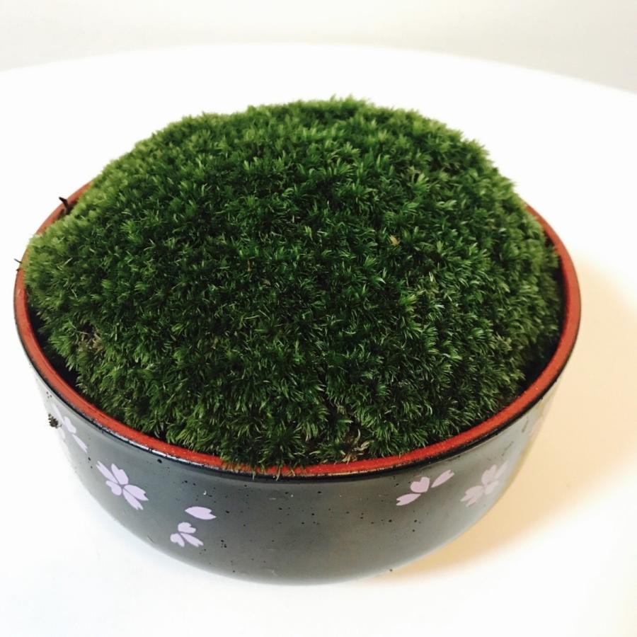 最安値に挑戦 鉢付きヤマゴケ盆栽 小