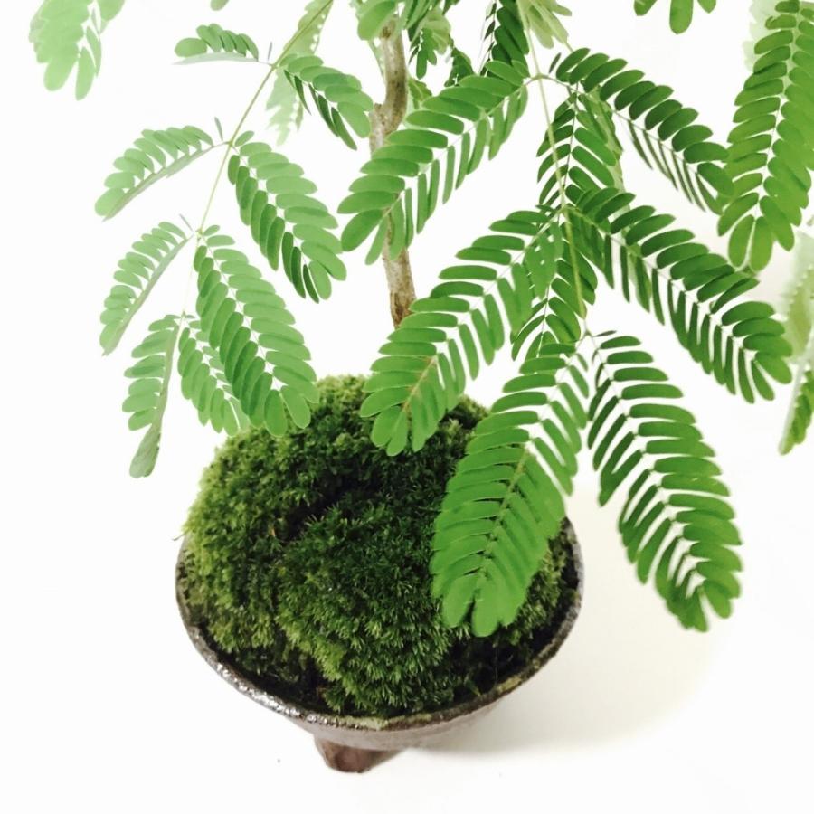 エバーフレッシュの苔玉盆栽（信楽焼植木鉢付き） : 新店琵琶湖の苔