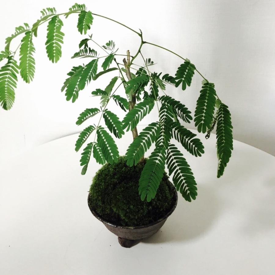 エバーフレッシュの苔玉盆栽（信楽焼植木鉢付き） : 新店琵琶湖の苔