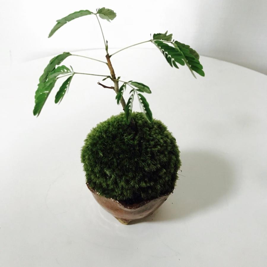 苔玉・苔 TAKA ミニエバーフレッシュの苔玉盆栽（信楽焼植木鉢付き） : 新店琵琶湖の
