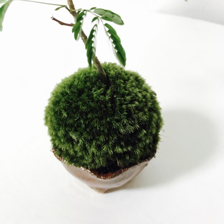 ミニエバーフレッシュの苔玉盆栽（信楽焼植木鉢付き） : 新店琵琶湖の