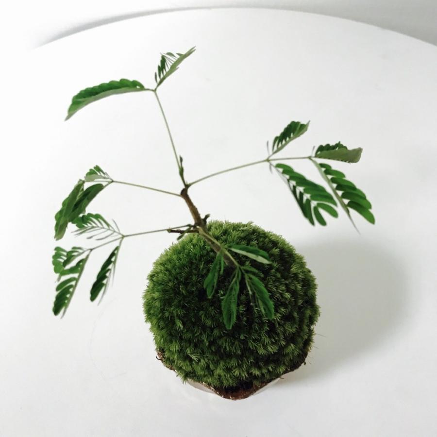 ミニエバーフレッシュの苔玉盆栽（信楽焼植木鉢付き） : 新店琵琶湖の
