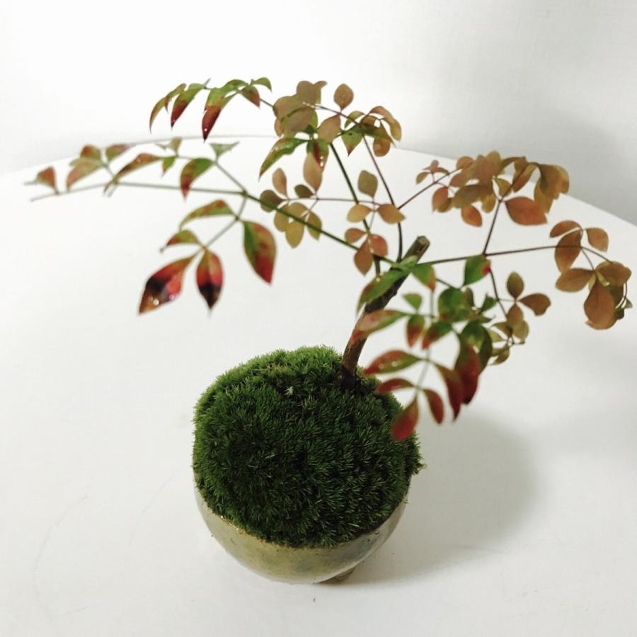 ミニ南天の苔玉盆栽（信楽焼植木鉢付き） : 新店琵琶湖の苔ショップ