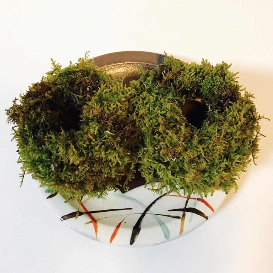 植え替え用苔玉ポット2個セット : 新店琵琶湖の苔ショップとらちゃん