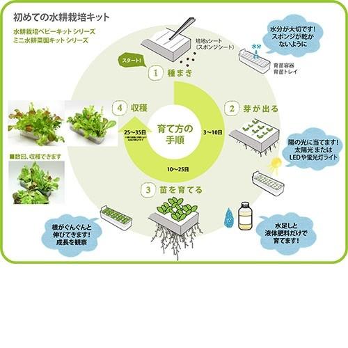 リビングファーム Lfs 325 ミニ水耕菜園キットra ラディッシュ メーカー直送 代引き 同梱包不可 栽培キット 水耕栽培 栽培セット 862 Lfs 325 新未来創造 通販 Yahoo ショッピング