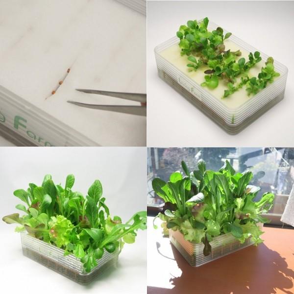 リビングファーム Lfs 329 ミニ水耕菜園キットbm ベビーレタス ミックス メーカー直送 代引き 同梱包不可 栽培キット 水耕栽培 栽培セット 862 Lfs 329 新未来創造 通販 Yahoo ショッピング