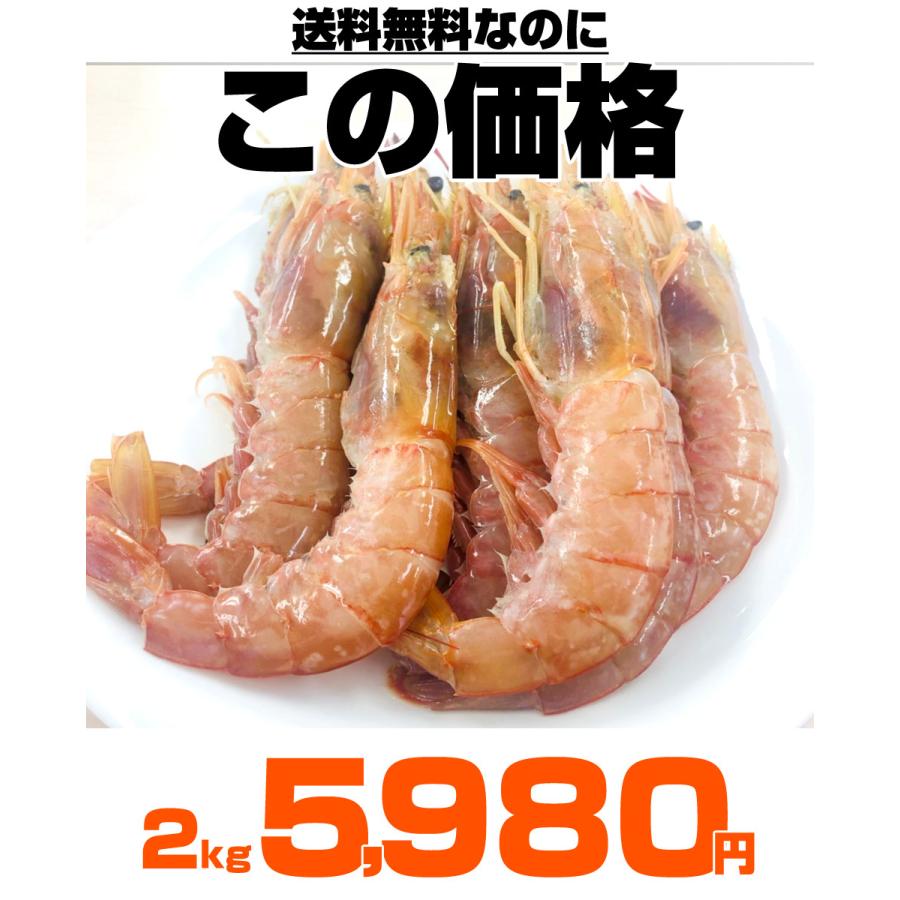 送料無料 アルゼンチエビ 2kg 40尾前後 アルゼンチンエビ 赤エビ アルゼンチン赤エビ エビフライ お正月 お歳暮 年末年始 正月 クリスマス 贈答用 Uosu Y Akaebi0001 ウオス進風水産直営店 通販 Yahoo ショッピング