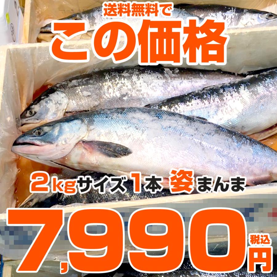 新巻鮭 2kg 1尾 送料0円 令和7年 新物 塩鮭 姿 鮭 北海道産 秋鮭