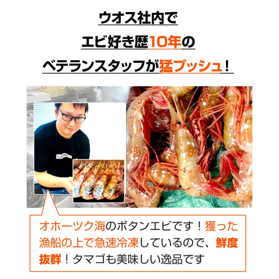 最大50 オフ 子持ち ボタンエビ 500ｇ 12尾前後 ぼたんえび 北海道 海老 ぼたん海老 えび エビ 刺身 造り 生冷凍 グランピング キャンプ 中元 お中元 お盆 Aynaelda Com