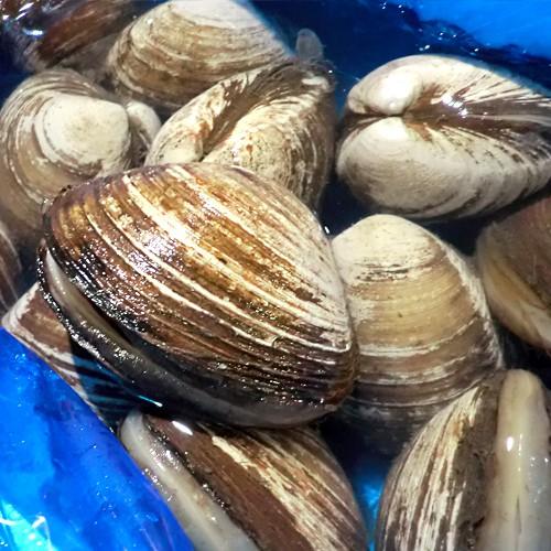 活ホッキ貝 6kg 20〜25玉前後 ほっき 北寄 貝付きホッキ 苫小牧 北海道産 貝 業務用 業務用貝 : ウオス進風水産直営店 - 通販 ...