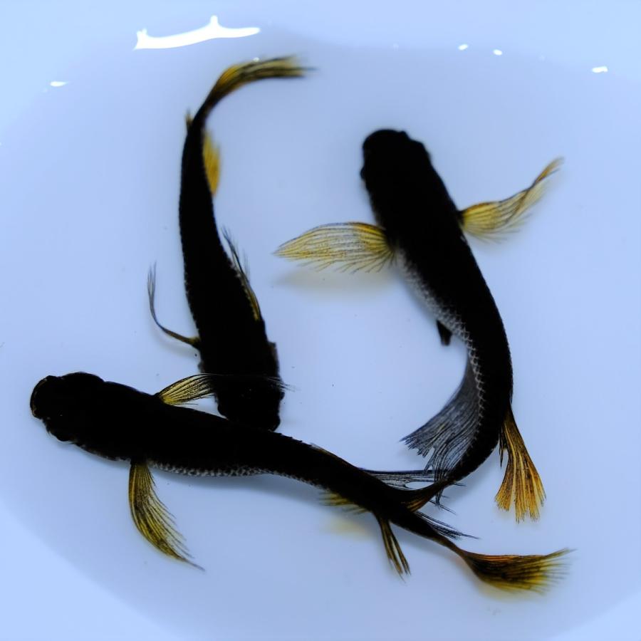定番の中古商品定番の中古商品サタン メダカ 成魚 5ペア 10匹 α 観賞魚生体 (熱帯魚・ソードテール) 紅白ソードテール 2.5cm± 5匹