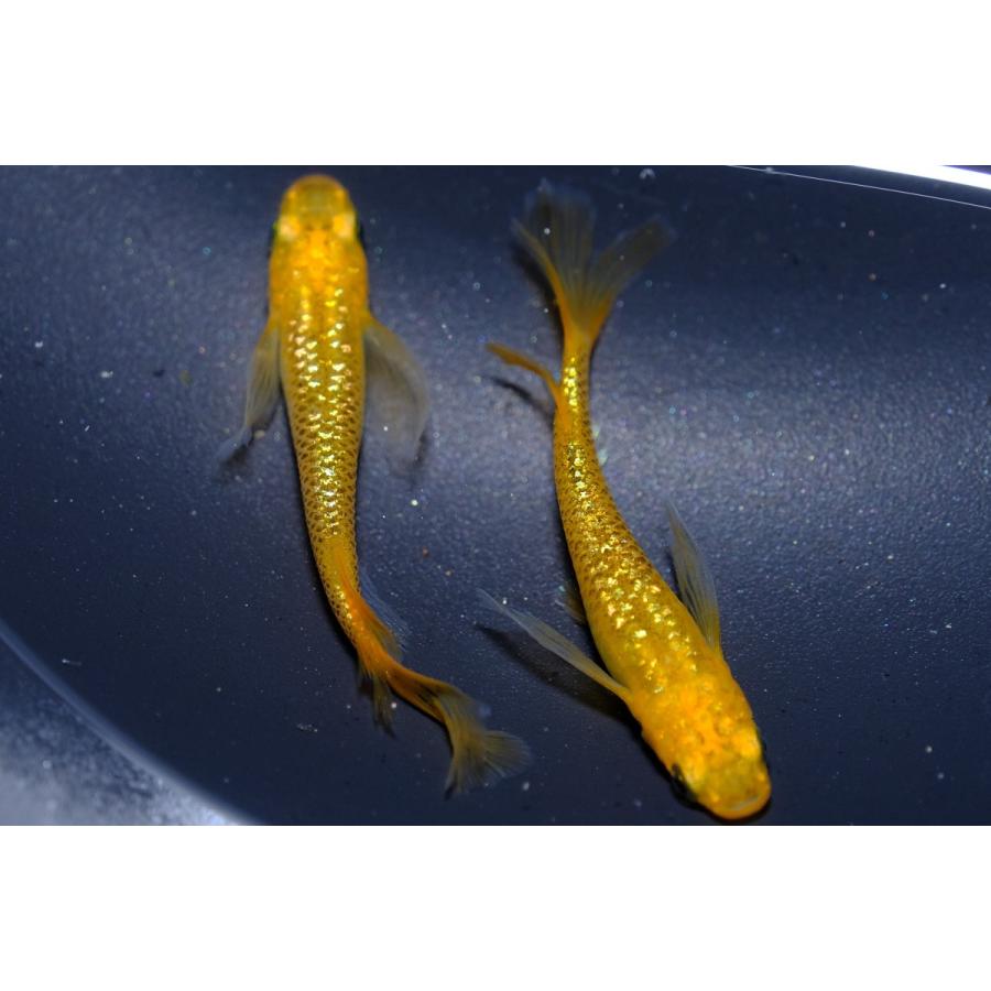 セール中 レクリス メダカ 成魚 5ペア 10匹+α : 真緑めだかストア 
