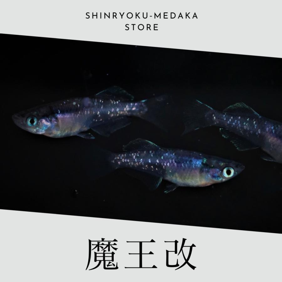 魔王改 メダカ 成魚 5ペア 10匹+α : 真緑めだかストア - 通販 魔王改 メダカ 成魚 5ペア 10匹+α : 真緑めだかストア - 通販