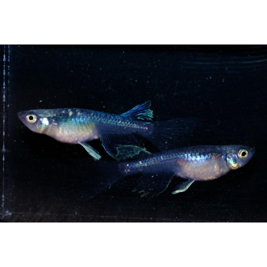 2021最新のスタイル2021最新のスタイルカブキリアルロングフィン メダカ 成魚 5ペア 10匹 α 観賞魚生体 (熱帯魚・ソードテール) 紅白ソードテール 2.5cm± 5匹