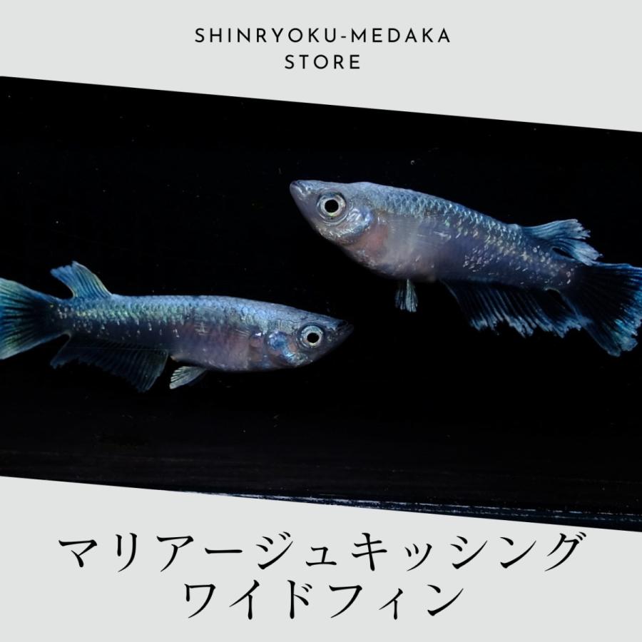 旭光のマリアージュ WHITE SAPPHIRE PIERCED EARRINGS(2JP1021)K10 ピアス｜スター