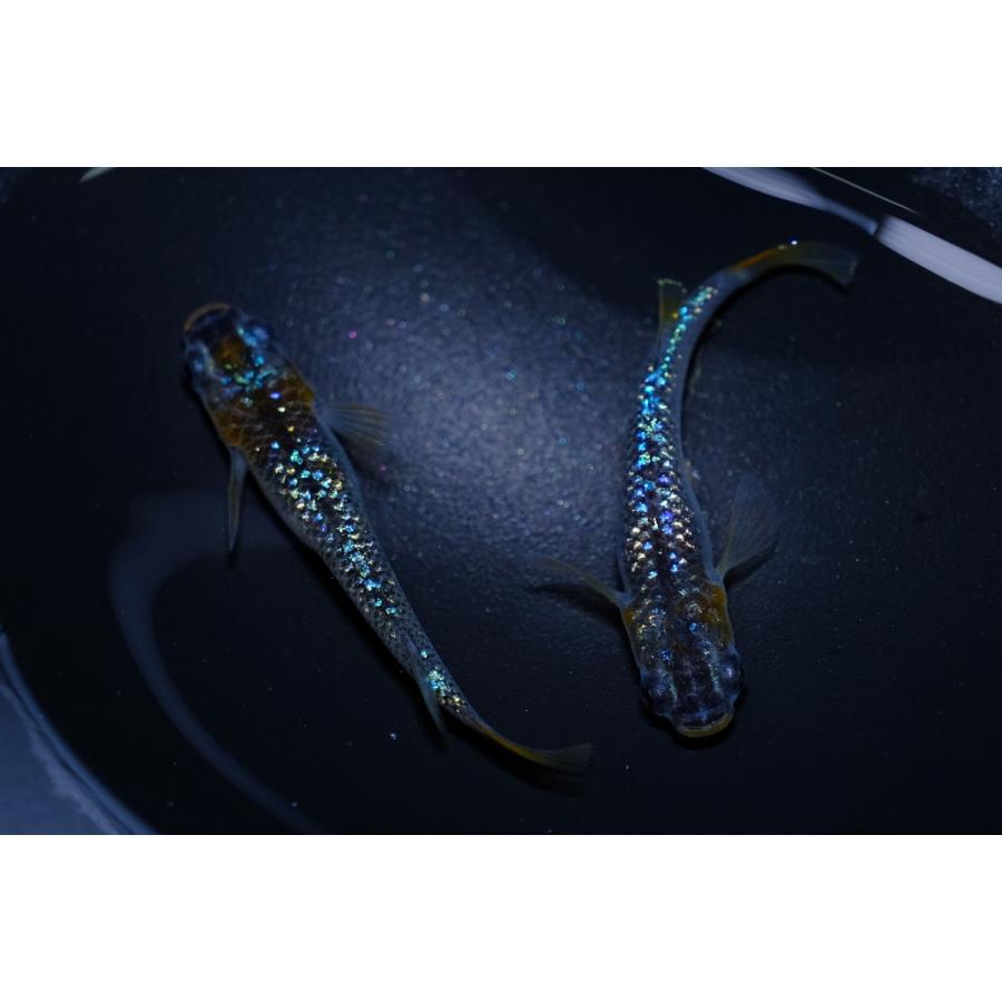 令和黒ラメサファイア系 メダカ 成魚 5ペア 10匹+α : 真緑めだかストア 