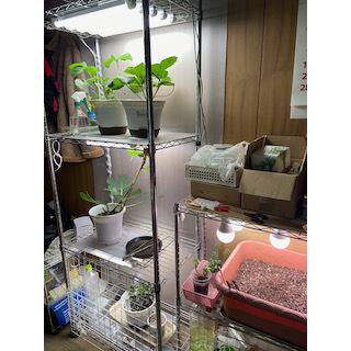 植物栽培用ledライトキット ラックなどに取り付けて 室内で簡単にイチゴ