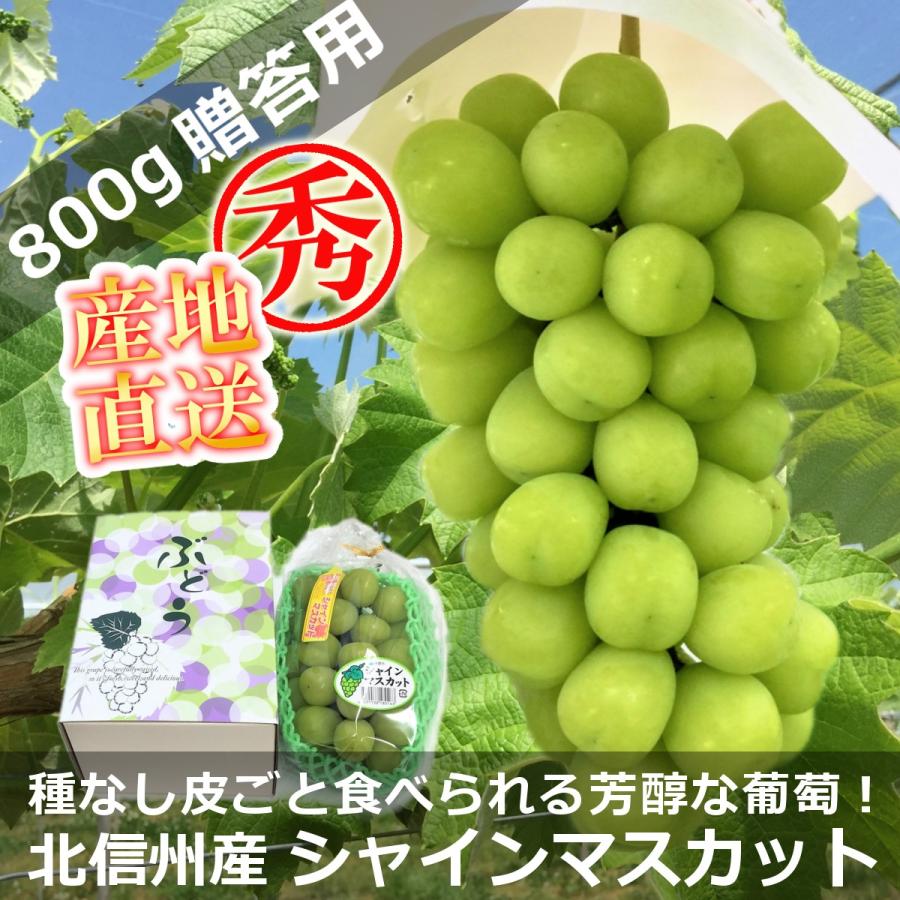 長野県北信州 産地直送 シャインマスカット 贈答用 特上品 1房 約800g 化粧箱入 限定販売｜shinshumegumi