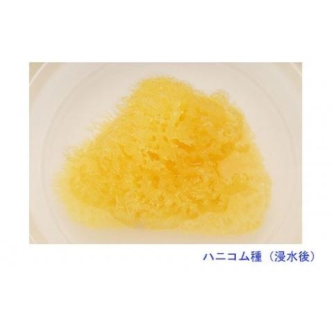天然 海綿 スポンジ 高品質 柔らか 乾燥肌 ハニコム あすつく対応