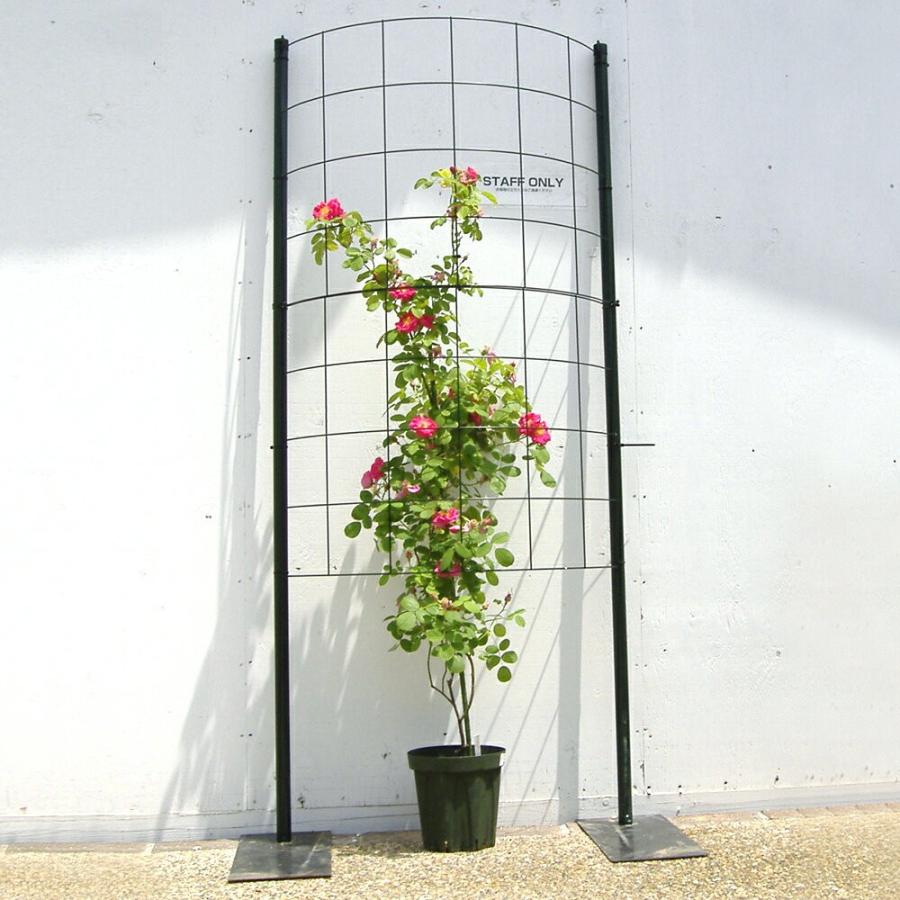 カラマリーナ つるバラ用トレリスフェンス カラマリーナ ハーフムーン ベーシック グリーンパネル 高級仕様 代金引換不可 Karamarina Halfmoon 180 Shinwashop 通販 Yahoo ショッピング