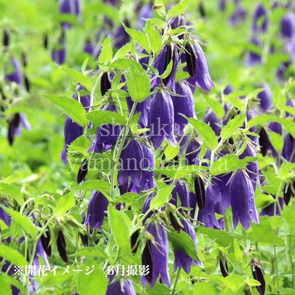 1ポット 青花ホタルブクロ 9cmポット苗 山野草 耐寒性多年草 蛍袋 カンパニュラ 今季開花終了 紫桜館 山の花屋 通販 Yahoo ショッピング