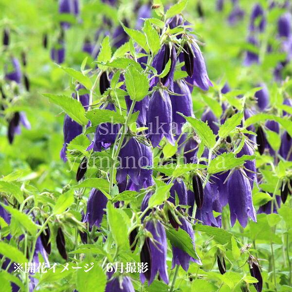 青花ホタルブクロ 9cmポット苗 山野草/蛍袋/カンパニュラ/サラストロ