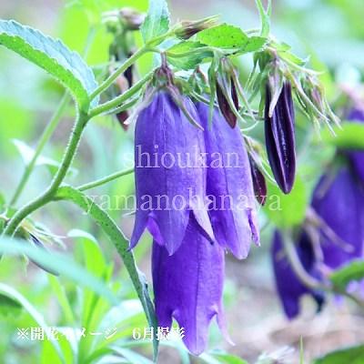 青花ホタルブクロ 9cmポット苗 山野草/蛍袋/カンパニュラ/サラストロ