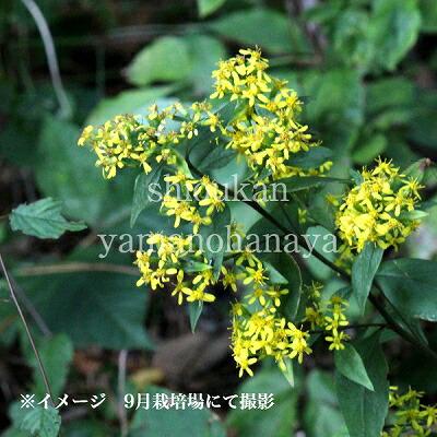 ポット アキノキリンソウ 9cmポット苗ポットセット 山野草 秋の麒麟草 紫桜館 山の花屋 通販 Yahoo ショッピング