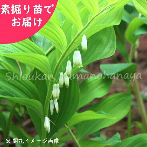 5株 アマドコロ 素掘り苗5株 山野草 10月22日お届け開始 22年開花見込み株 ナルコユリ 甘野老 5 Off