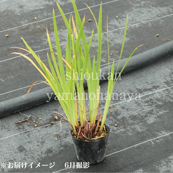 (20ポット)白花ノアヤメ　10.5cmポット苗20ポットセット　 野アヤメ/菖蒲/※5/2葉が展開中_2