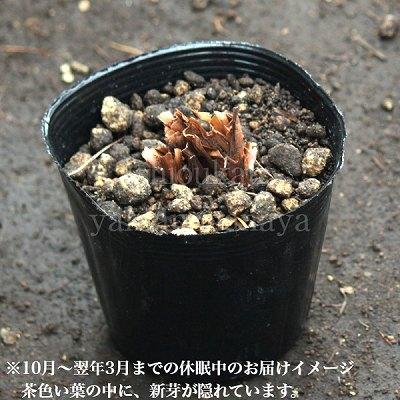 (20ポット)白花ノアヤメ　10.5cmポット苗20ポットセット　 野アヤメ/菖蒲/※5/2葉が展開中_3