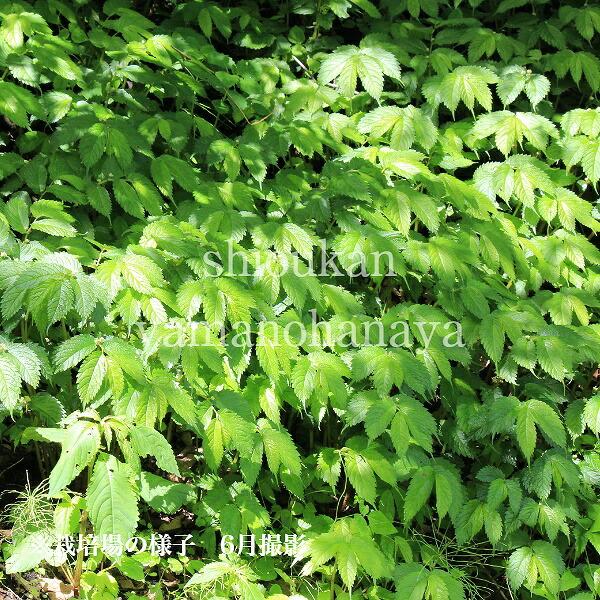 1ポット 赤ミズ 10 5cmポット苗 山菜苗 耐寒性多年草 ウワバミソウ 赤みず 7 9葉が茂っています 紫桜館 山の花屋 通販 Yahoo ショッピング