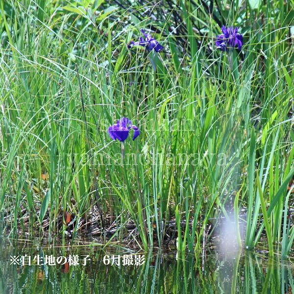 カキツバタ 苗 一株 品種名自信なし 相談ページ カキツバタ 10.5cmポット苗 日本自生種/原種/湿地植物/杜若/菖蒲