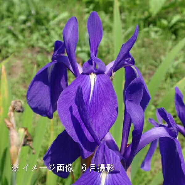 カキツバタ 10.5cmポット苗 日本自生種/原種/湿地植物/杜若/菖蒲