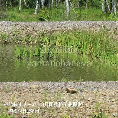 カキツバタ 10.5cmポット苗 日本自生種/原種/湿地植物/杜若/菖蒲