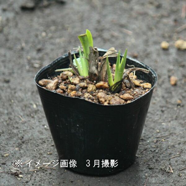カキツバタ 日本自生種/原種/湿地植物/杜若/菖蒲 10.5cmポット苗 カキツバタ 苗 花