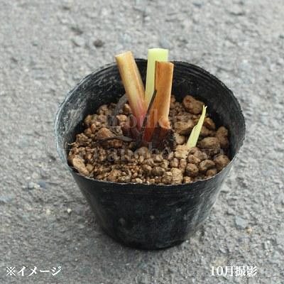 カキツバタ 10.5cmポット苗 日本自生種/原種/湿地植物/杜若/菖蒲