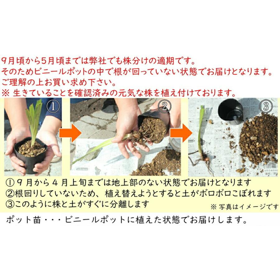 カキツバタ 10.5cmポット苗 日本自生種/原種/湿地植物/杜若/菖蒲