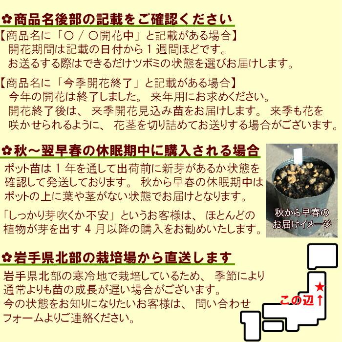 カキツバタ 10.5cmポット苗 日本自生種/原種/湿地植物/杜若/菖蒲