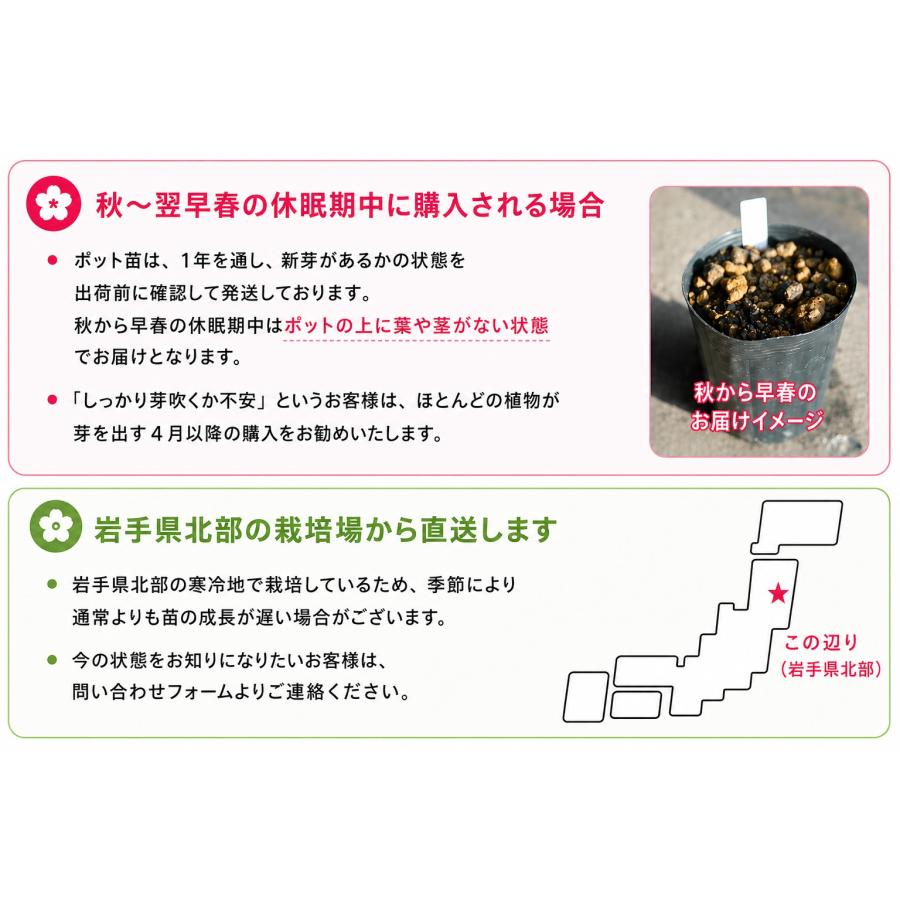 カキツバタ 10.5cmポット苗 日本自生種/原種/湿地植物/杜若/菖蒲