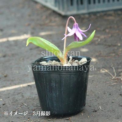 k*9様 １山野草　カタクリ草　カタクリソウ白花系ピンク 日本カタクリ 9cmポット苗 山野草/耐寒性多年草/※休眠 地上部無し : 紫