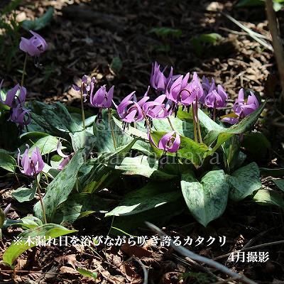 日本カタクリ 9cmポット苗 山野草/耐寒性多年草/※休眠 地上部無し : 紫