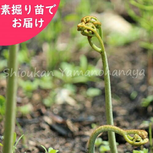 100株 ワラビ 素掘り苗100株 山菜苗 シダ植物 蕨 23年収穫見込み株 10月21日お届け開始 112 紫桜館 山の花屋 通販 Yahoo ショッピング