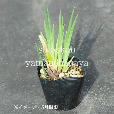 キショウブ 10.5cmポット苗 湿地性多年草/ビオトープ/黄菖蒲/※5/16葉が