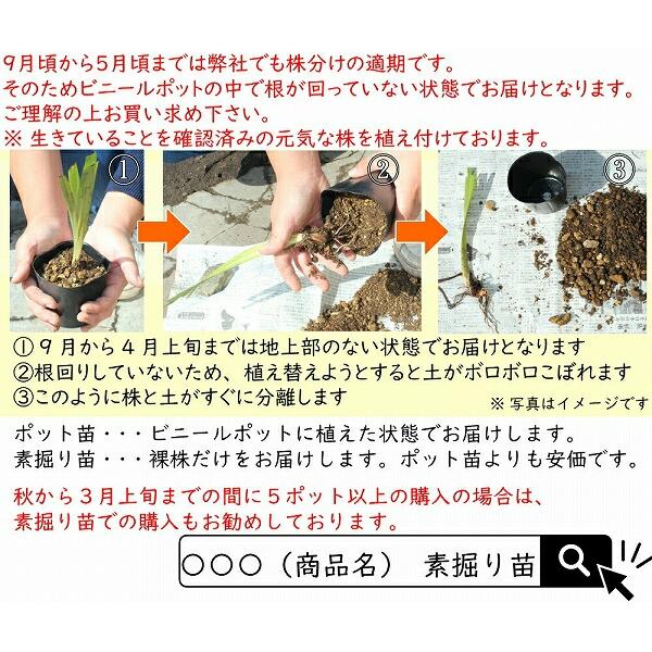 キショウブ 10.5cmポット苗 湿地性多年草/ビオトープ/黄菖蒲/※5/16葉が
